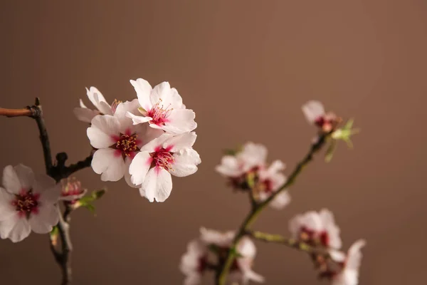 Beautiful Blossoming Branch Color Background — Stock Photo, Image