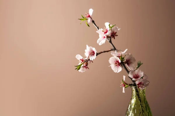 Vase Beautiful Blossoming Branch Color Background — Stock Photo, Image