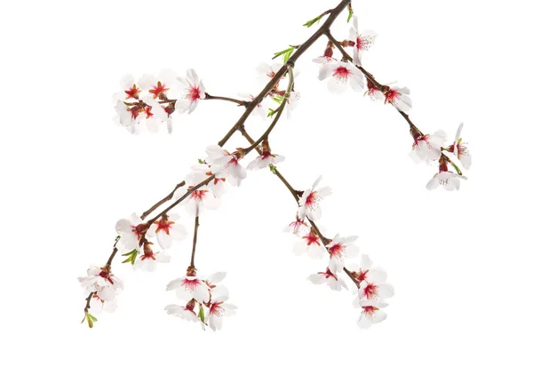 白い背景に美しい花の枝 — ストック写真