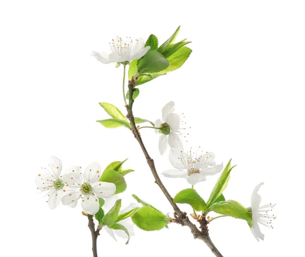 Beautiful Blossoming Branches White Background — Stock Photo, Image