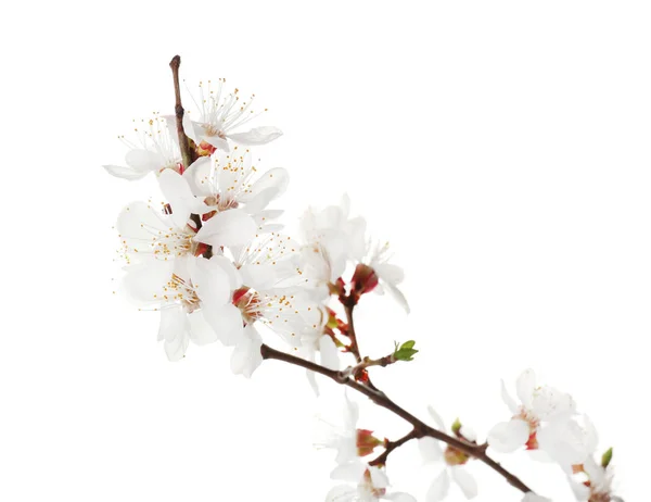 Vacker Blommande Gren Vit Bakgrund — Stockfoto