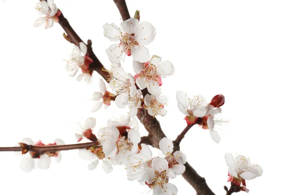 Piękne Kwitnące Gałęzie Białym Tle — Zdjęcie stockowe
