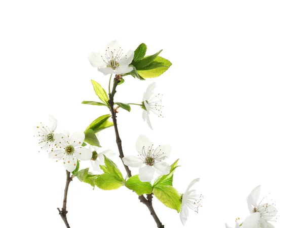 Beautiful Blossoming Branches White Background — Stock Photo, Image