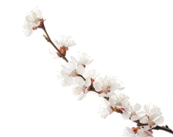 Schöne Blühende Zweig Auf Weißem Hintergrund — Stockfoto