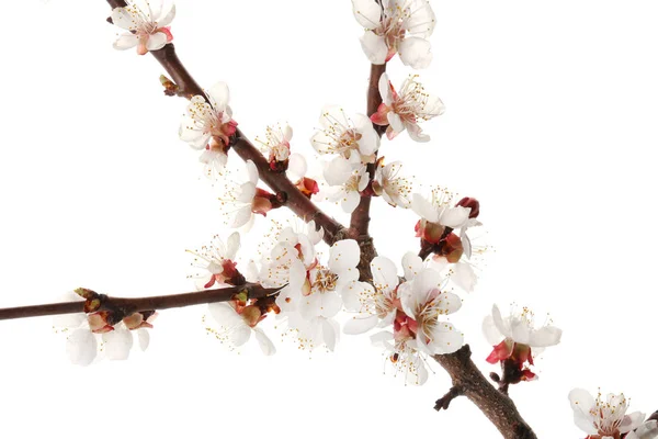 Красиві Квітучі Гілки Білому Тлі — стокове фото