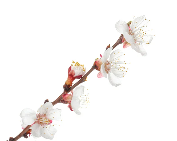 白色背景上美丽的开花枝条 — 图库照片