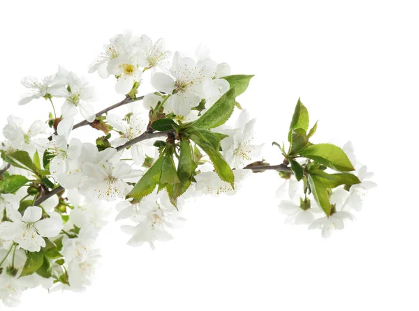 Beautiful Blossoming Branch White Background — Stock Photo, Image