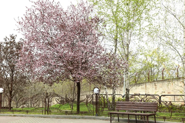 Árvore Florescente Parque Primavera — Fotografia de Stock