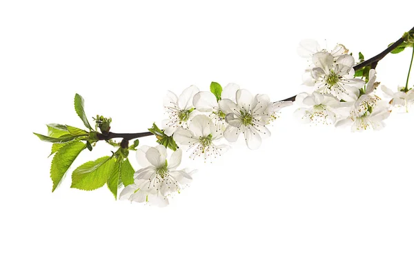 Beautiful Blossoming Branch White Background — Stock Photo, Image