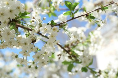 Güneşli güzel çiçek açması ağacının dalları