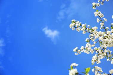 Güzel çiçek açması ağaç dalları mavi gökyüzü karşı