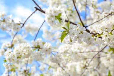 Güneşli güzel çiçek açması ağacının dalları