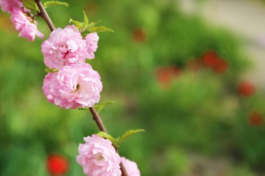 Açık havada güzel çiçek açması ağaç dalı