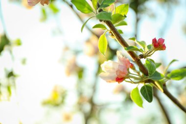 Açık havada çiçek açan güzel ağaç, yakın plan.