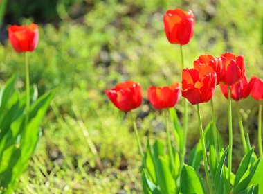Açık havada güzel çiçek açan laleler