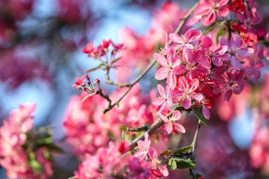 Açık havada çiçek açan güzel ağaç dalları
