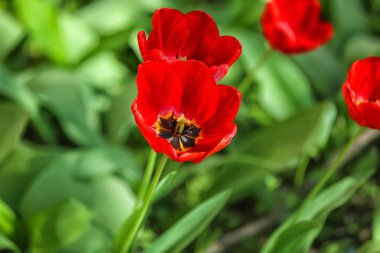 Güzel çiçek açması lale açık havada, portre
