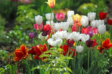 Güzel çiçek açması lale açık havada