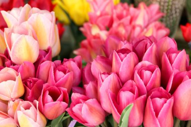 Güzel Lale demetleri