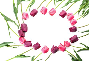 Beyaz arka plan üzerinde güzel Lale çerçeve yapılmış