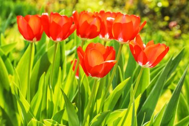 Açık havada güneşli bahar gününde güzel çiçek açması laleler