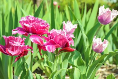Açık havada güneşli bahar gününde güzel çiçek açması laleler