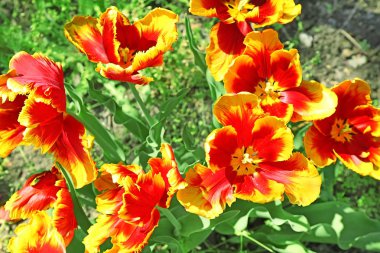 Açık havada güneşli bahar gününde güzel çiçek açması laleler