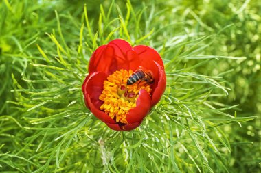 Güneşli bahar gününde açık havada dar-bırakd şakayık