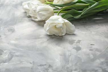 Gri arka plan üzerinde güzel lale