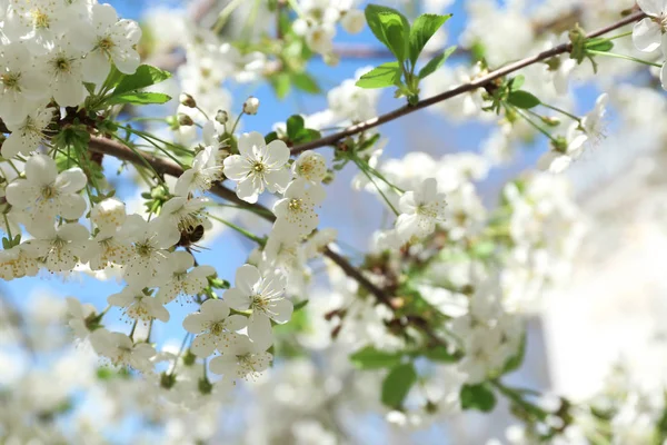 Güneşli güzel çiçek açması ağacının dalları