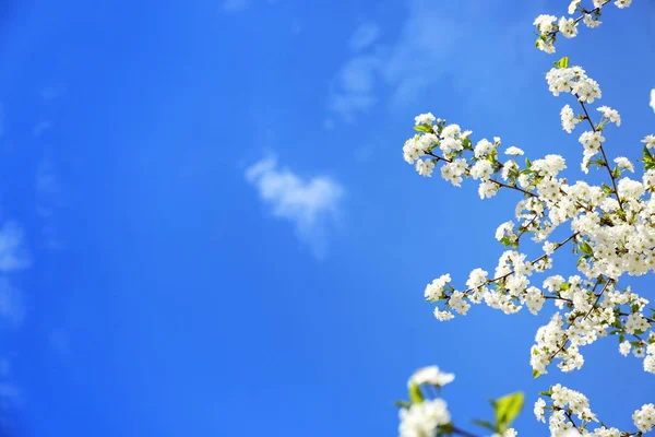 Hermosas Ramas Árboles Flor Contra Cielo Azul —  Fotos de Stock