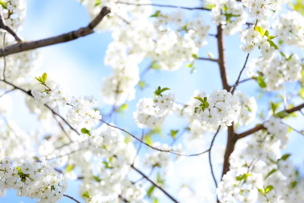 晴れた日に美しい花の木の枝 — ストック写真