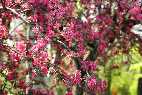 美丽的开花树户外 — 图库照片