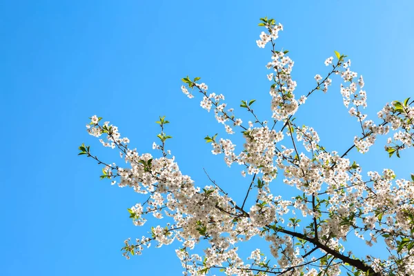 Hermosas Ramas Árboles Flor Contra Cielo Azul —  Fotos de Stock