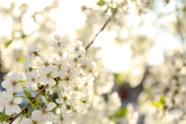 Beautiful Blossoming Tree Outdoors Closeup — Stock Photo, Image