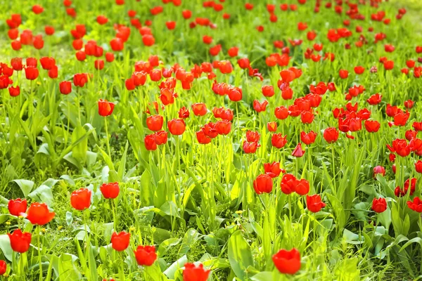 Bei Tulipani Fioriti All Aperto — Foto Stock