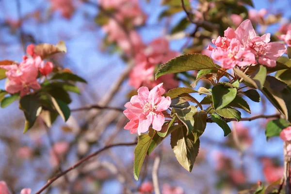 Прекрасные Цветущие Ветви Деревьев Весенний День — стоковое фото