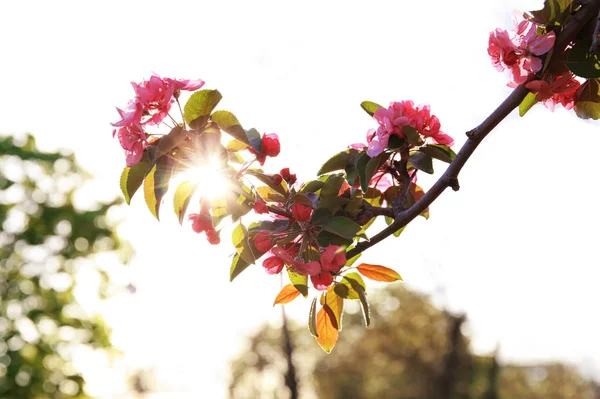 Beautiful Blossoming Tree Branch Sunny Day — Stock Photo, Image