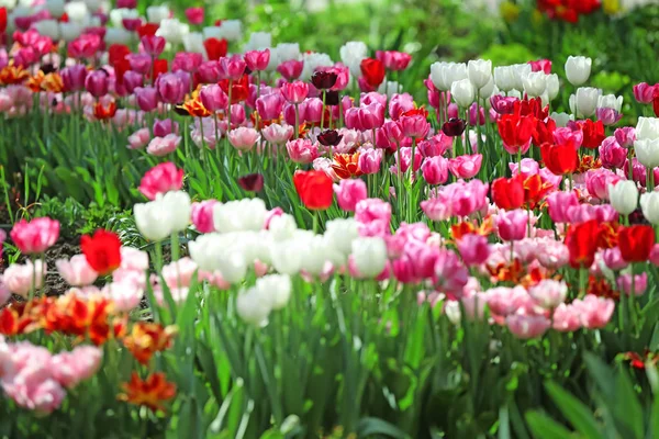 Beautiful Blossoming Tulips Outdoors — Stock Photo, Image