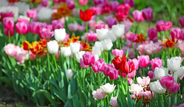 Beautiful Blossoming Tulips Outdoors — Stock Photo, Image