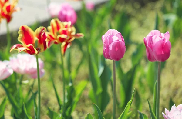 Beautiful Blossoming Tulips Outdoors — Stock Photo, Image