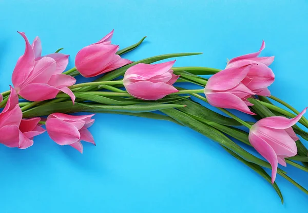 Beautiful Pink Tulips Color Background — Stock Photo, Image