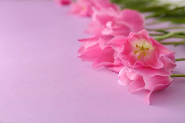 Mooie Roze Tulpen Kleur Achtergrond — Stockfoto