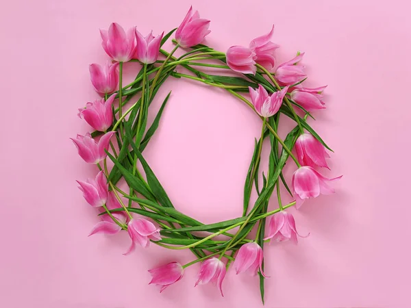 Frame Gemaakt Van Roze Tulpen Kleur Achtergrond — Stockfoto