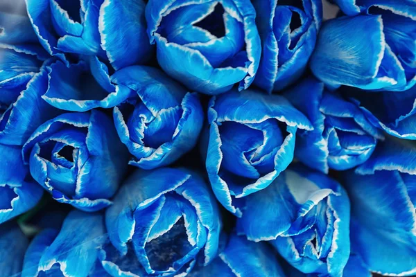 Beautiful Blue Tulips Closeup — Stock Photo, Image