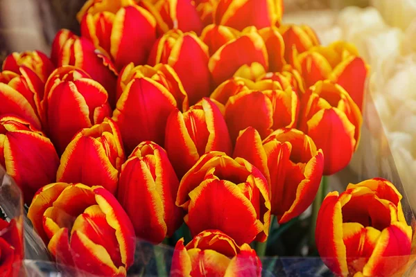 Bouquet Beautiful Tulips Closeup — Stock Photo, Image