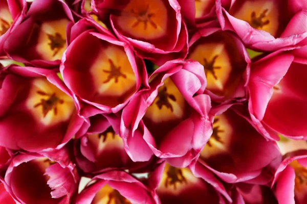 Beautiful Pink Tulips Closeup — Stock Photo, Image