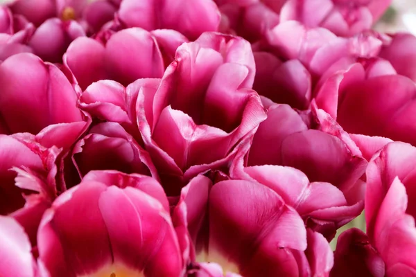 Belles Tulipes Roses Gros Plan — Photo