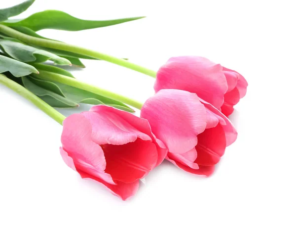 Beautiful Tulips White Background — Stock Photo, Image