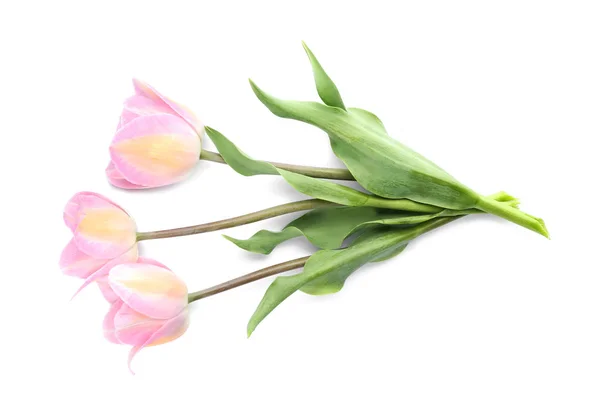Tulip Indah Pada Latar Belakang Putih — Stok Foto